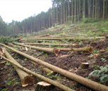 環境づくりから生まれた良質な木材を伐採。
