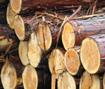丸太の状態で運ばれた木は各部材へと製材されます。